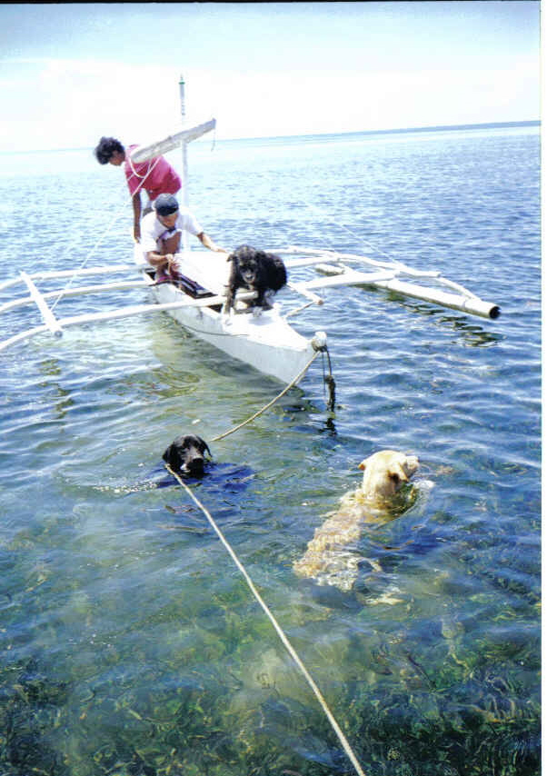 [d+swimming+dogs.jpg]