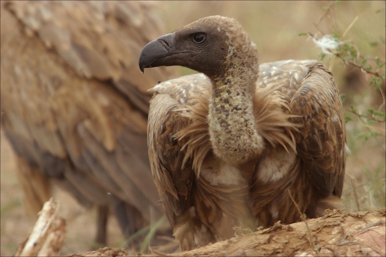 [whitebacked-vulture.jpg]