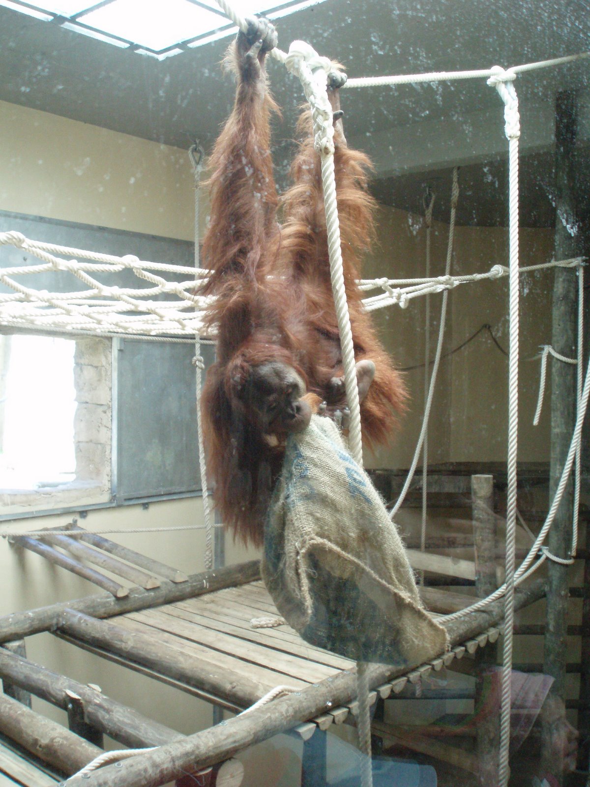 [Zoo+Maio+2007+-+(179)orangotango-de-sumatra.JPG]