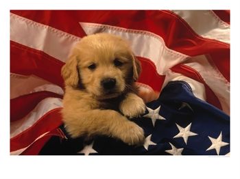 [398769~Golden-Retriever-Puppy-Wrapped-in-US-Flag-Posters--www-allposters-com.jpg]