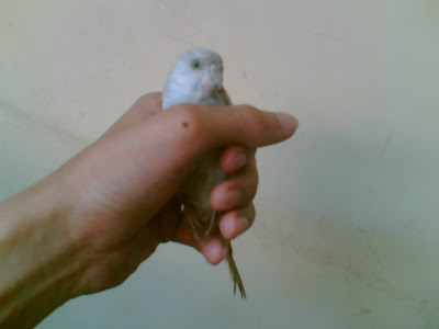 Found a Love-Bird! Shall I let him Free or give it to a Pet-Shop!