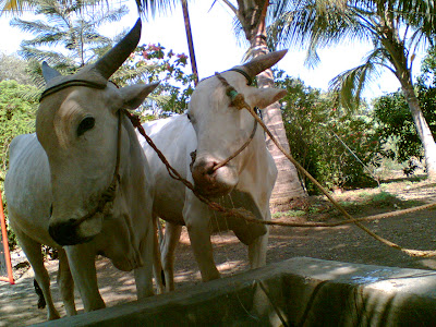 These are my Grandfathers Farm-Machine’s! Driving Bullock-Cart is Fun………..