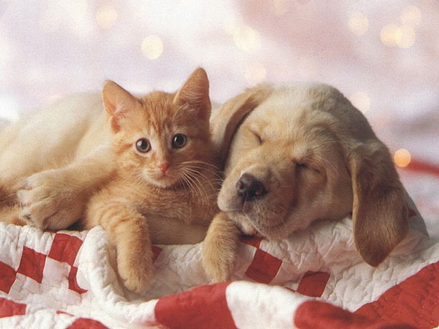 [CANE+gattino+letto.jpg]