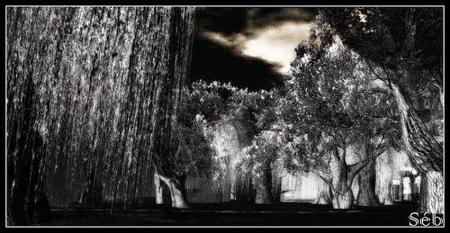 [Silent-Trees.jpg]