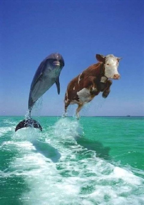 [cow+dolphin.bmp]
