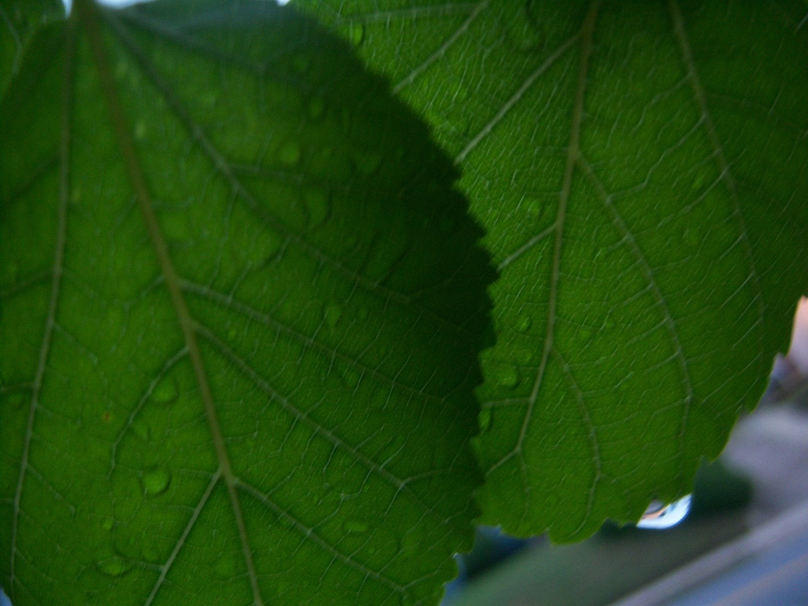 [Dew+Dropped+leaves+closeup+4-08.JPG]