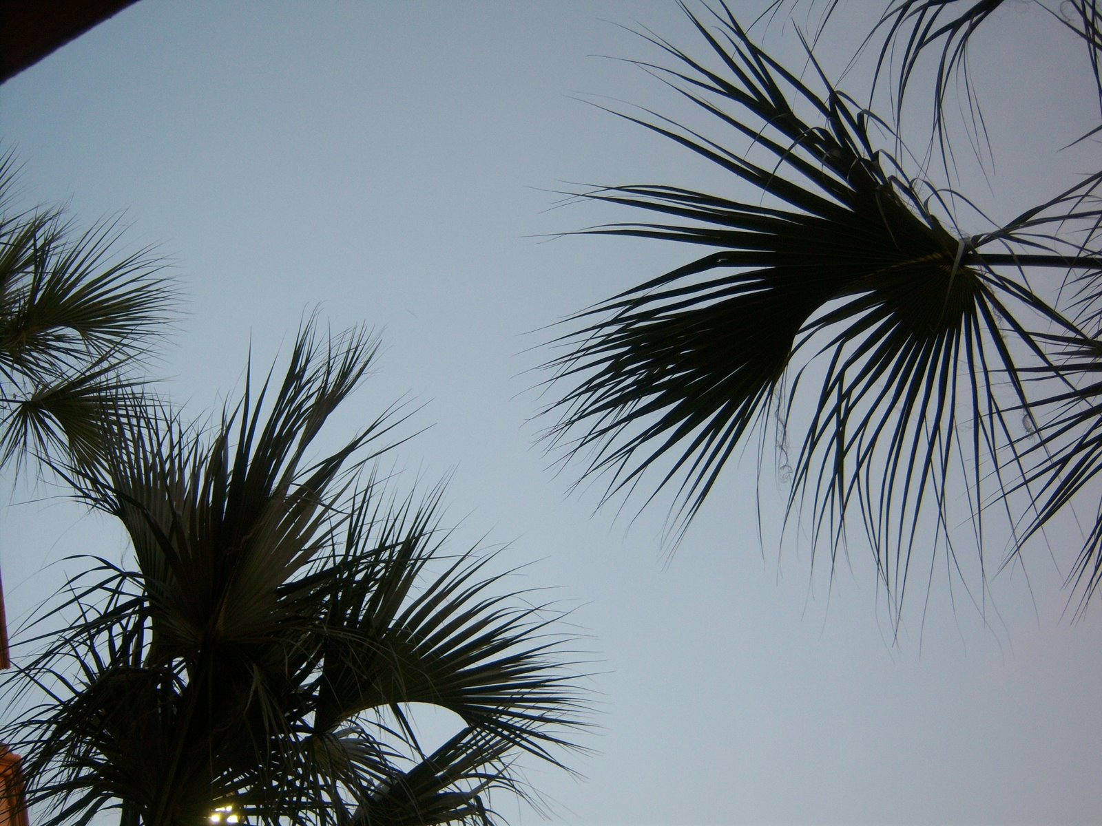 [Palm+trees+deaux.jpg]