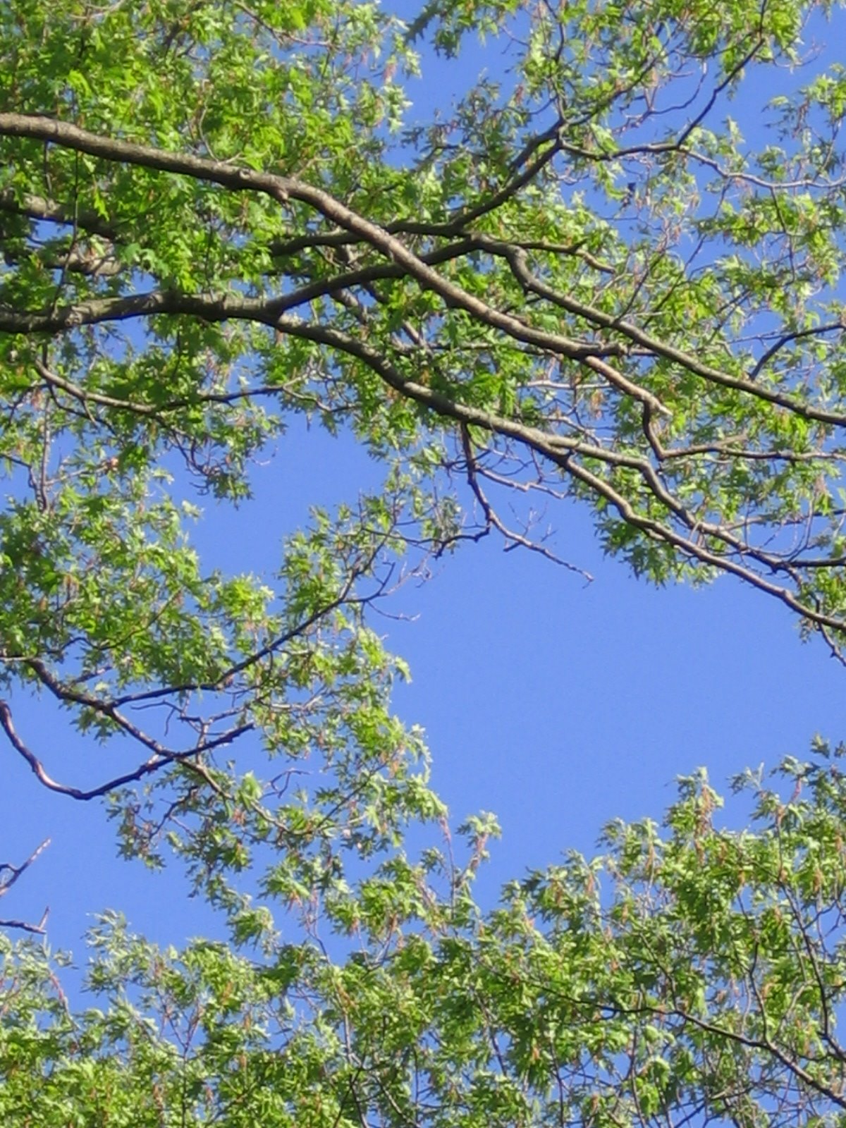 [Green+trees+and+blue+sky.JPG]