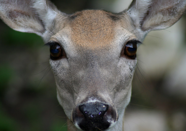 [oldie-whitetail-deer-face.jpg]