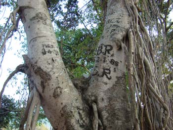 [Trees-Pinjrapole4.jpg]