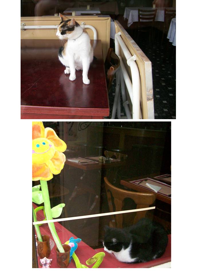 [Restaurant+cats.jpg]