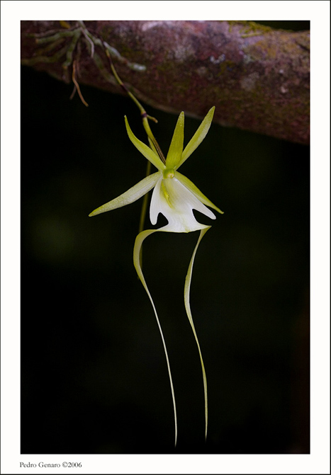 [img_0058_ghost_orchid_2a.jpg]