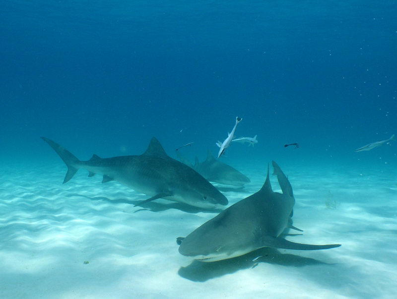 [0007.Bahamas.Sharks.jpg]