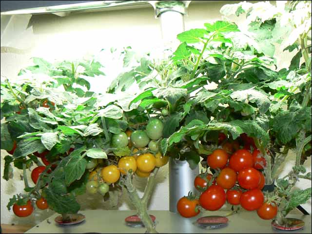 [hydroponic_tomatoes_01.jpg]
