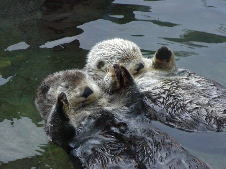 [cute+otters.jpg]