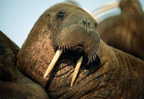 [walrus.jpg]