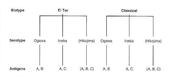 [Vibrio+cholerae+classification.jpg]