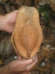 Inside the husk is the coconut