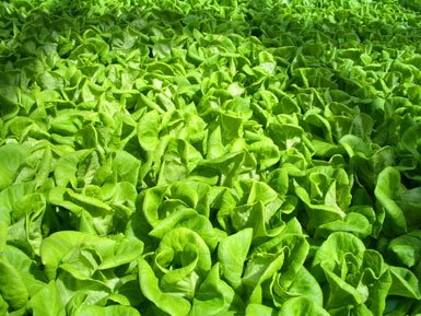 [butter-lettuce-hydroponics.jpg]