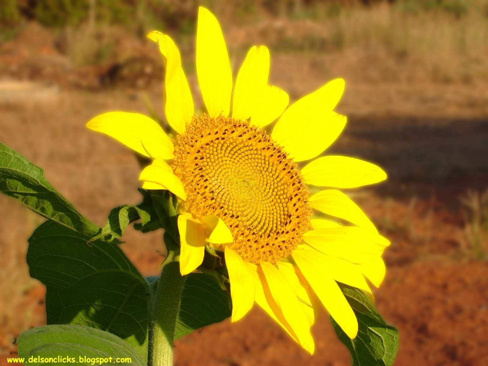 [Sunflower.jpg]