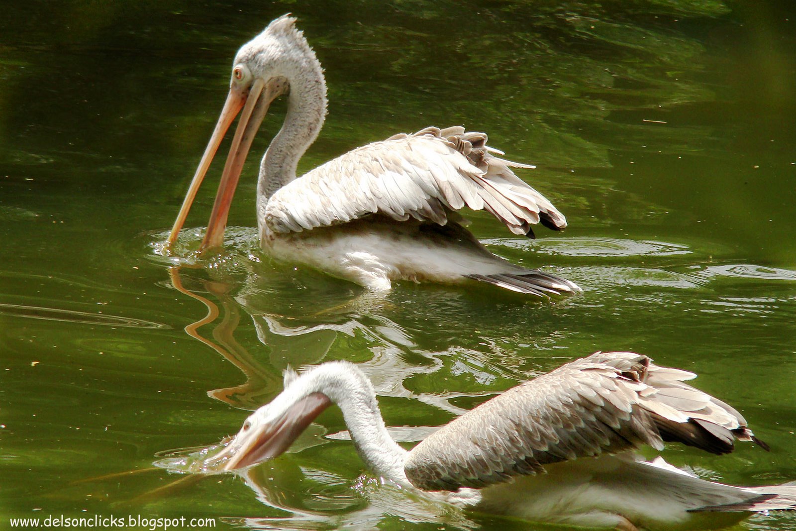 [spot+billed+pelican+fishing.jpg]