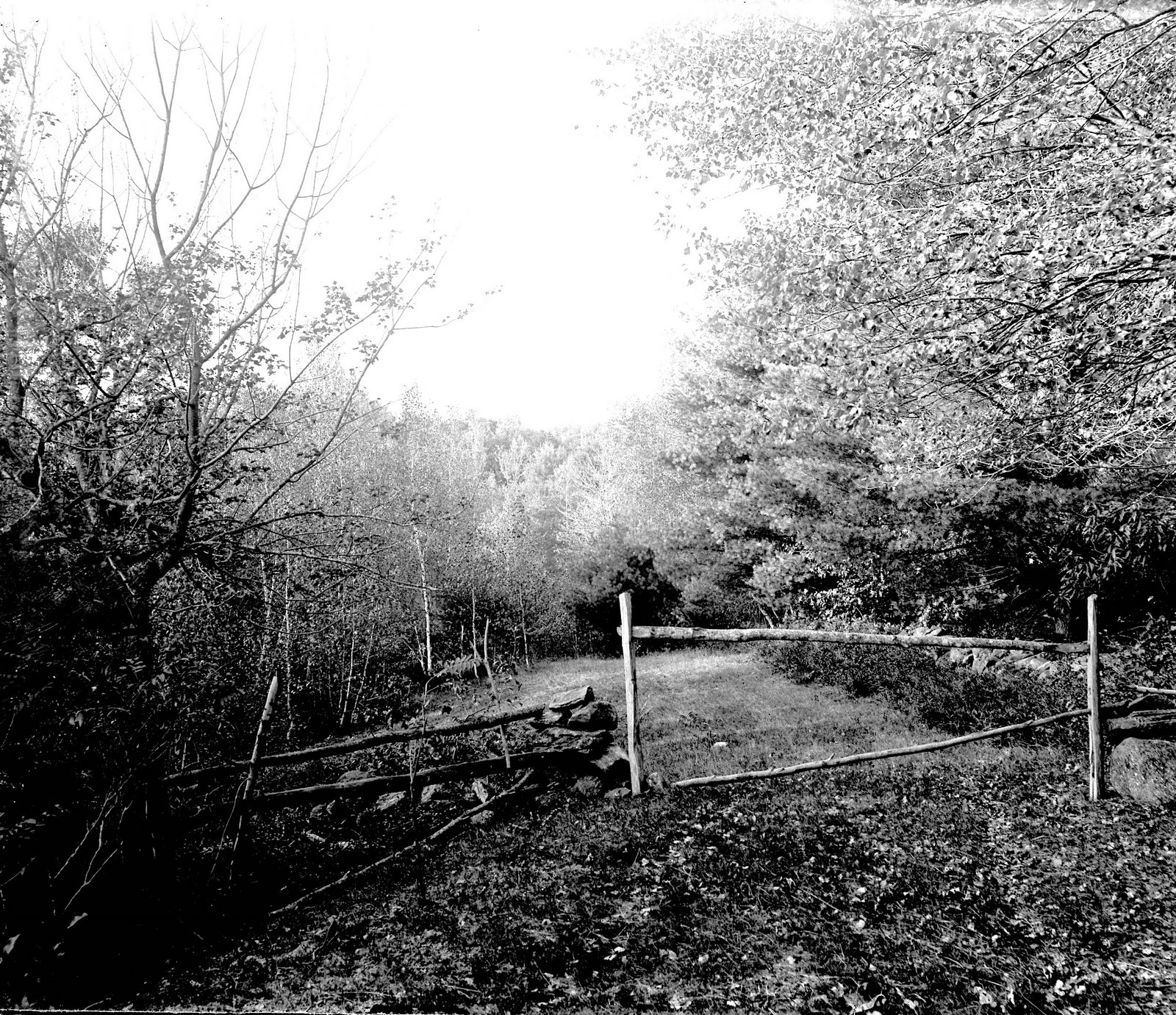 [fence+woods.jpg]