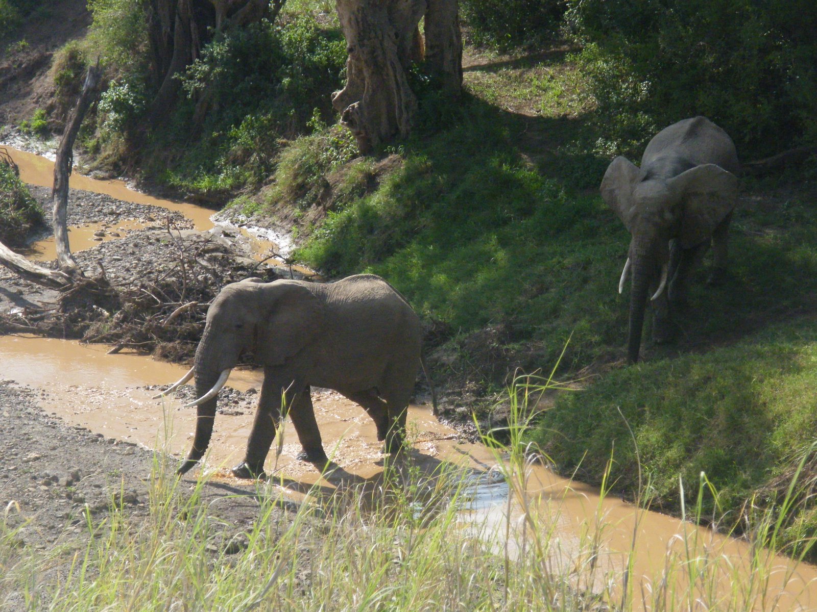 [Elephants+of+Manyara+Ranch.JPG]