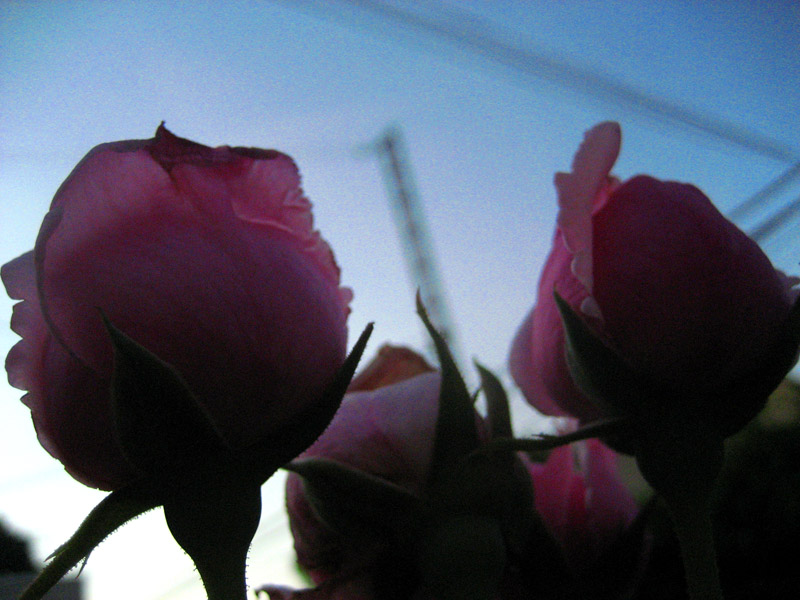 [roses_evening.jpg]