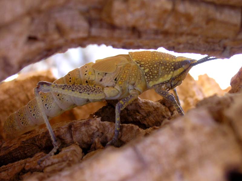 [yellow-locust-egypt.jpg]