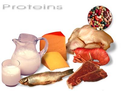 [Protein.jpg]