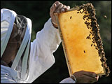 [honeybee-population-160.jpg]
