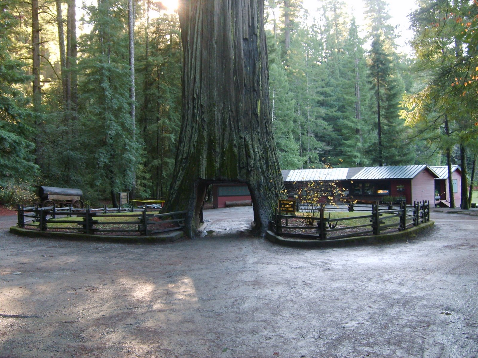 [1_Redwood_Forest08.jpg]
