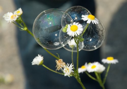 [bubbles+flower+-+fotodawg.jpg]