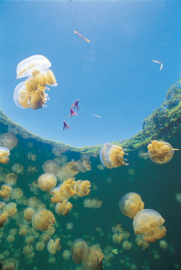 [Jellyfish-Lake.jpg]