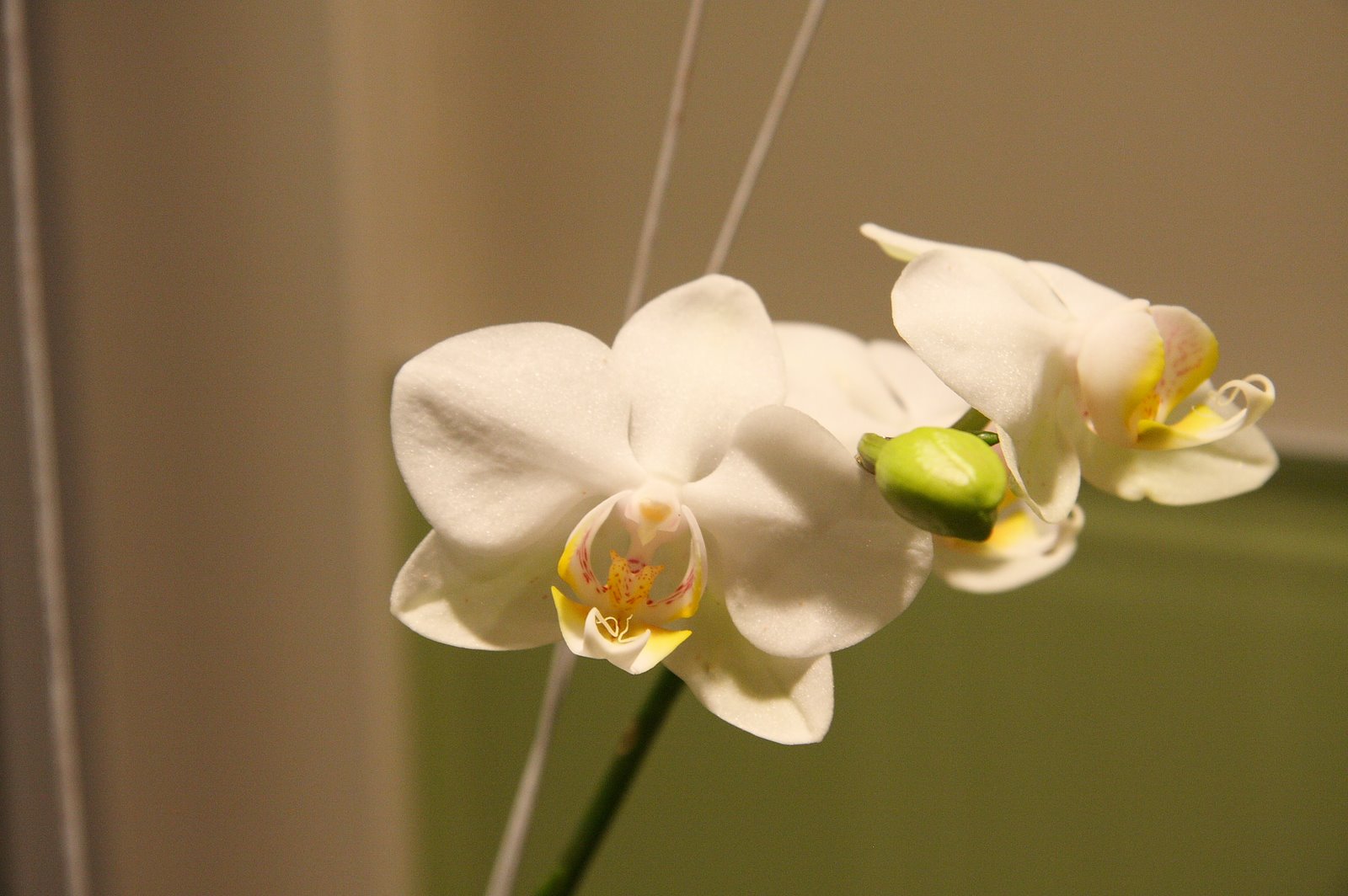 [IMG_5981-orchid.JPG]