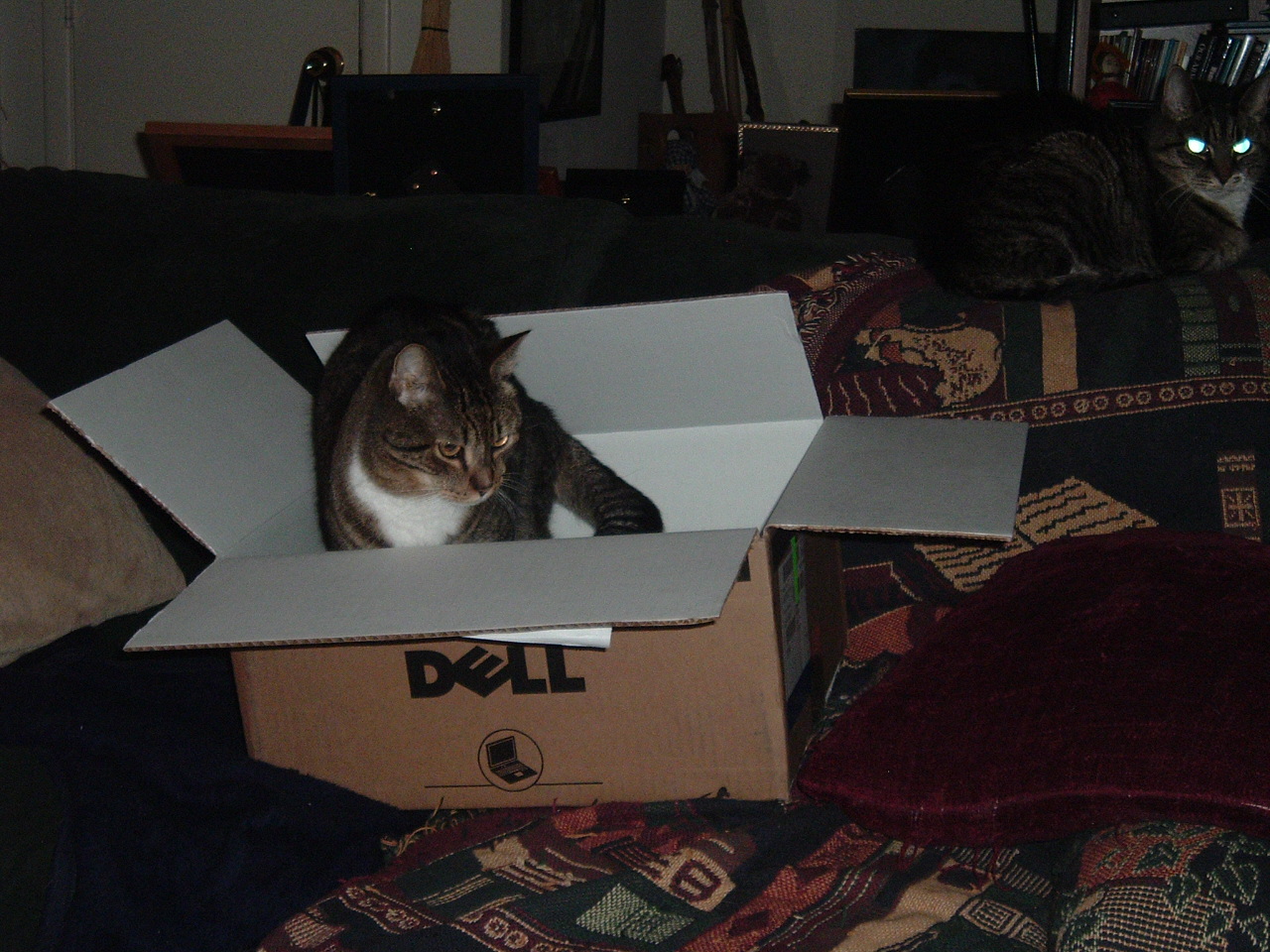 [cat+in+box.JPG]
