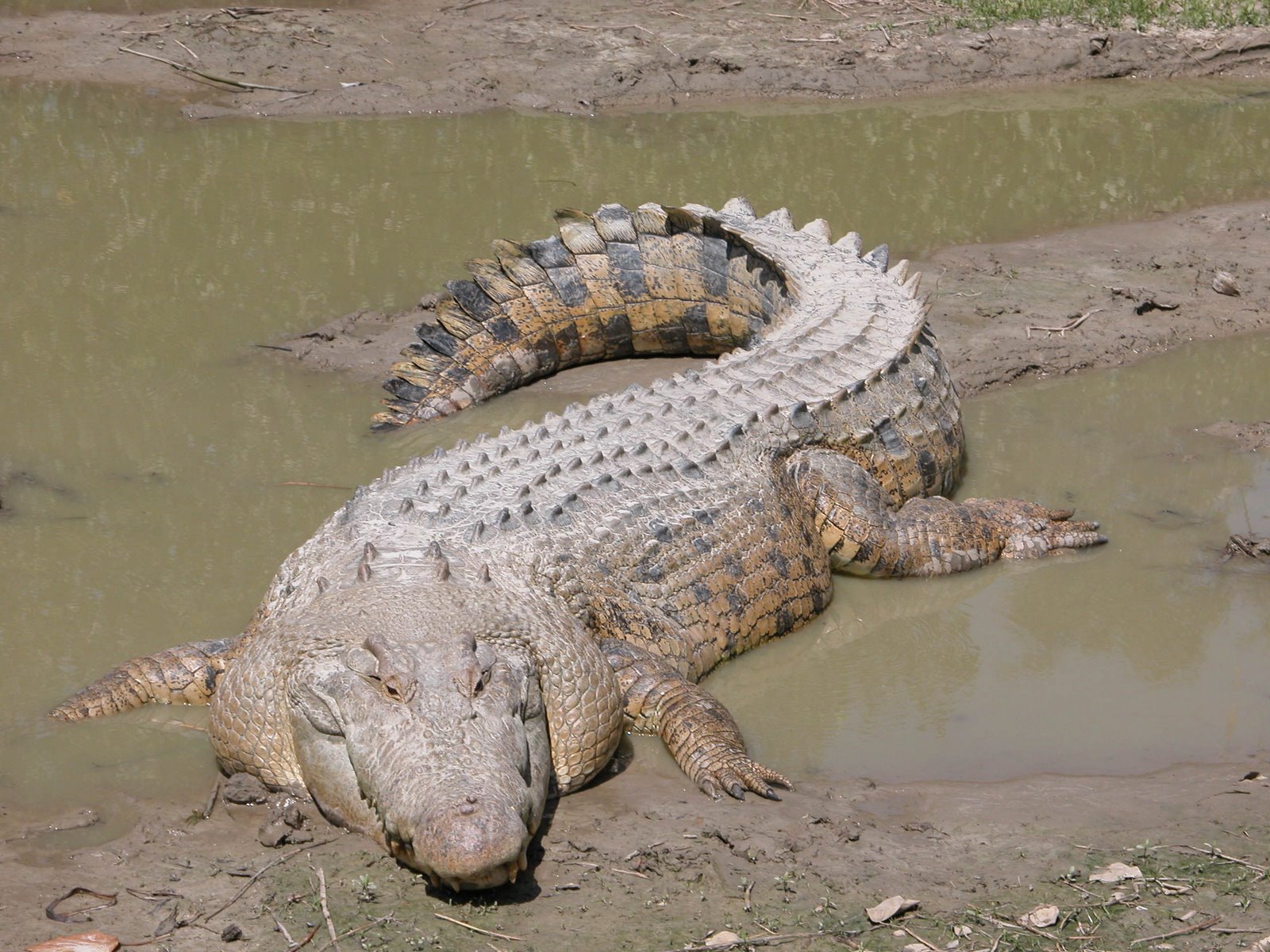 [SaltwaterCrocodile('Maximo').jpg]