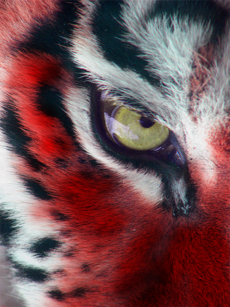 [Amur_Tiger_Panthera_tigris_altaica_Eye_2112px_edit+copy.jpg]
