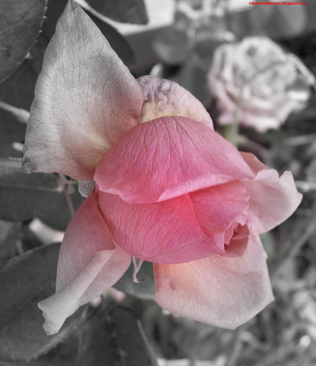 [Pink+Rose+In+Black+And+White.jpg]