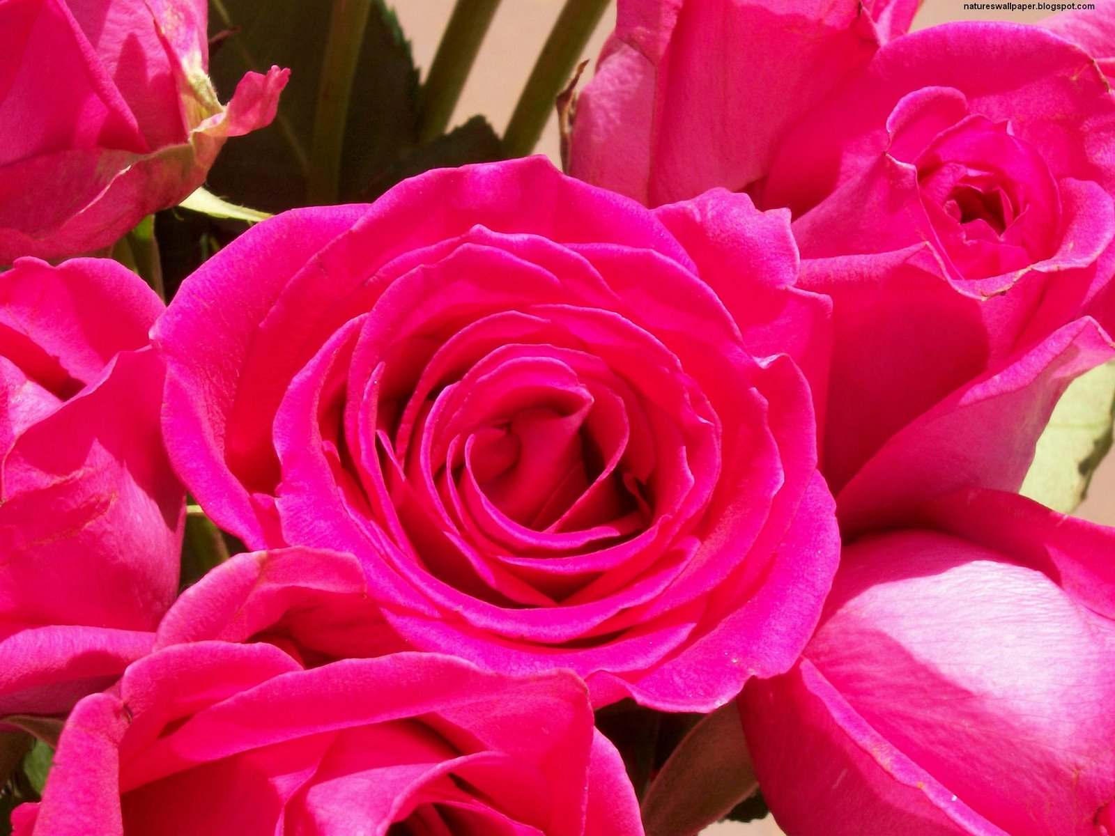 [2+dozen+pink+roses.jpg]