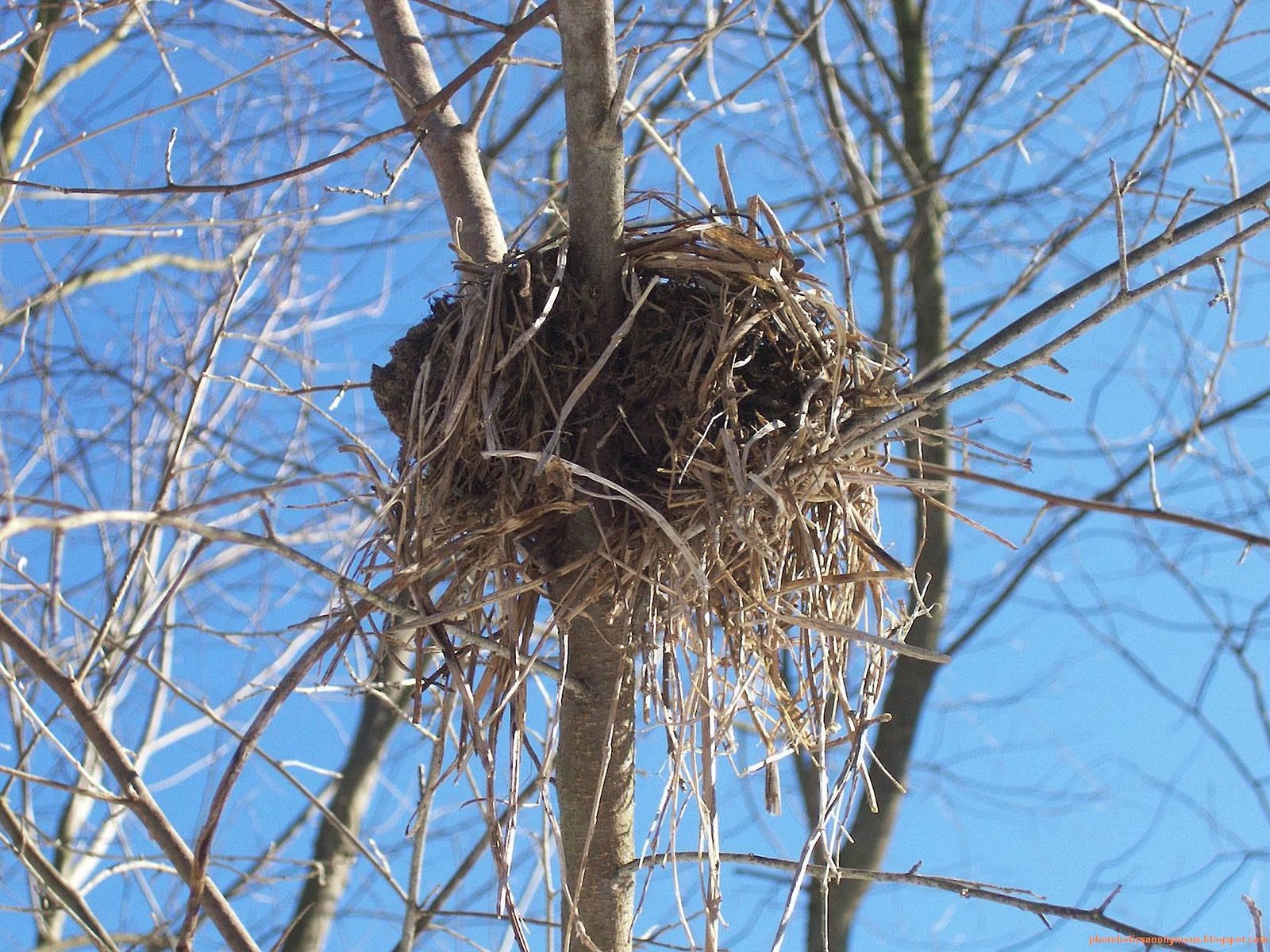[Bird+Nest.jpg]