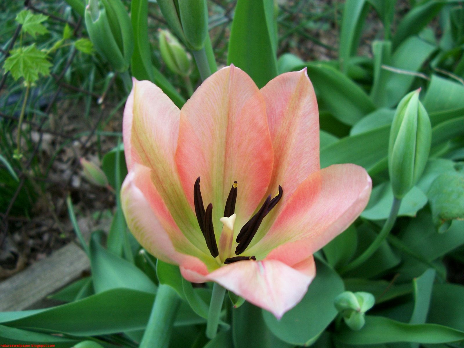 [Tulips+Blooming.jpg]