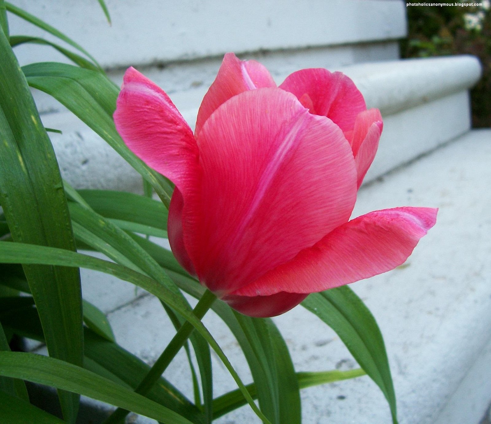 [Pink+Tulips+With+Stairs.jpg]