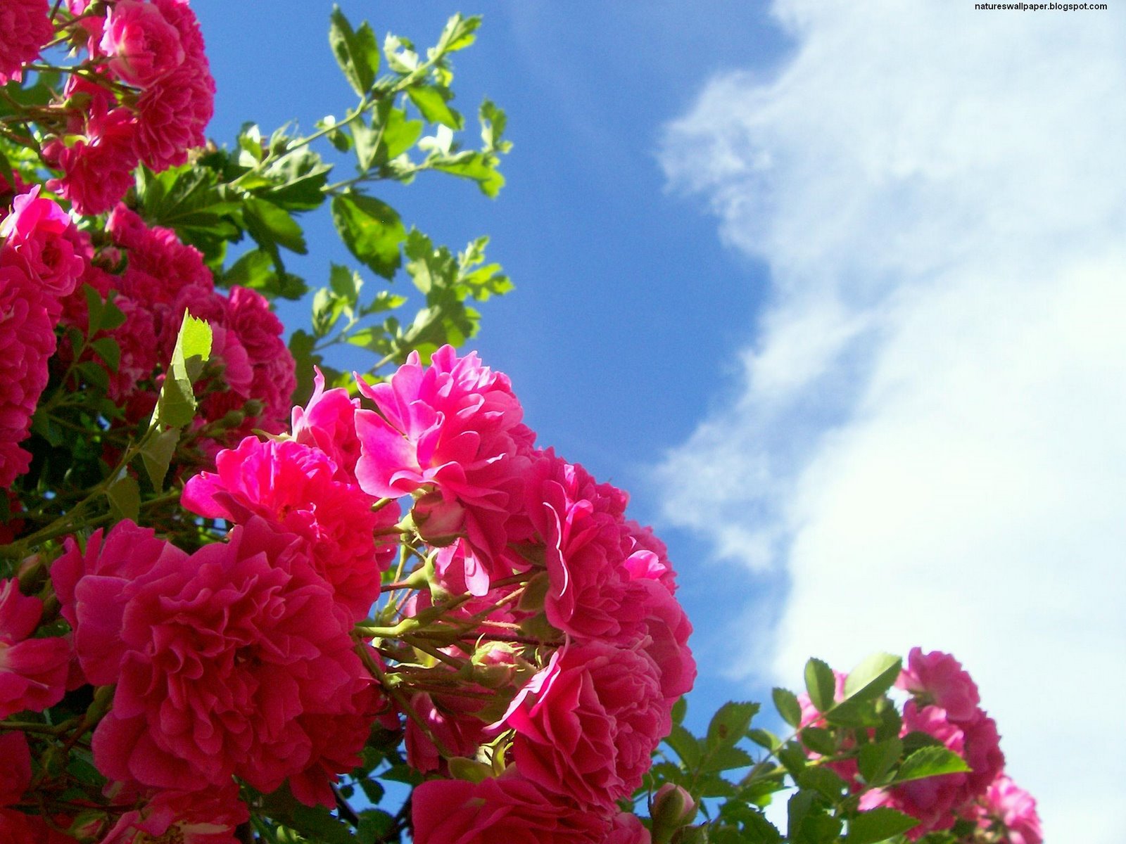 [Flowers+And+Clouds.jpg]