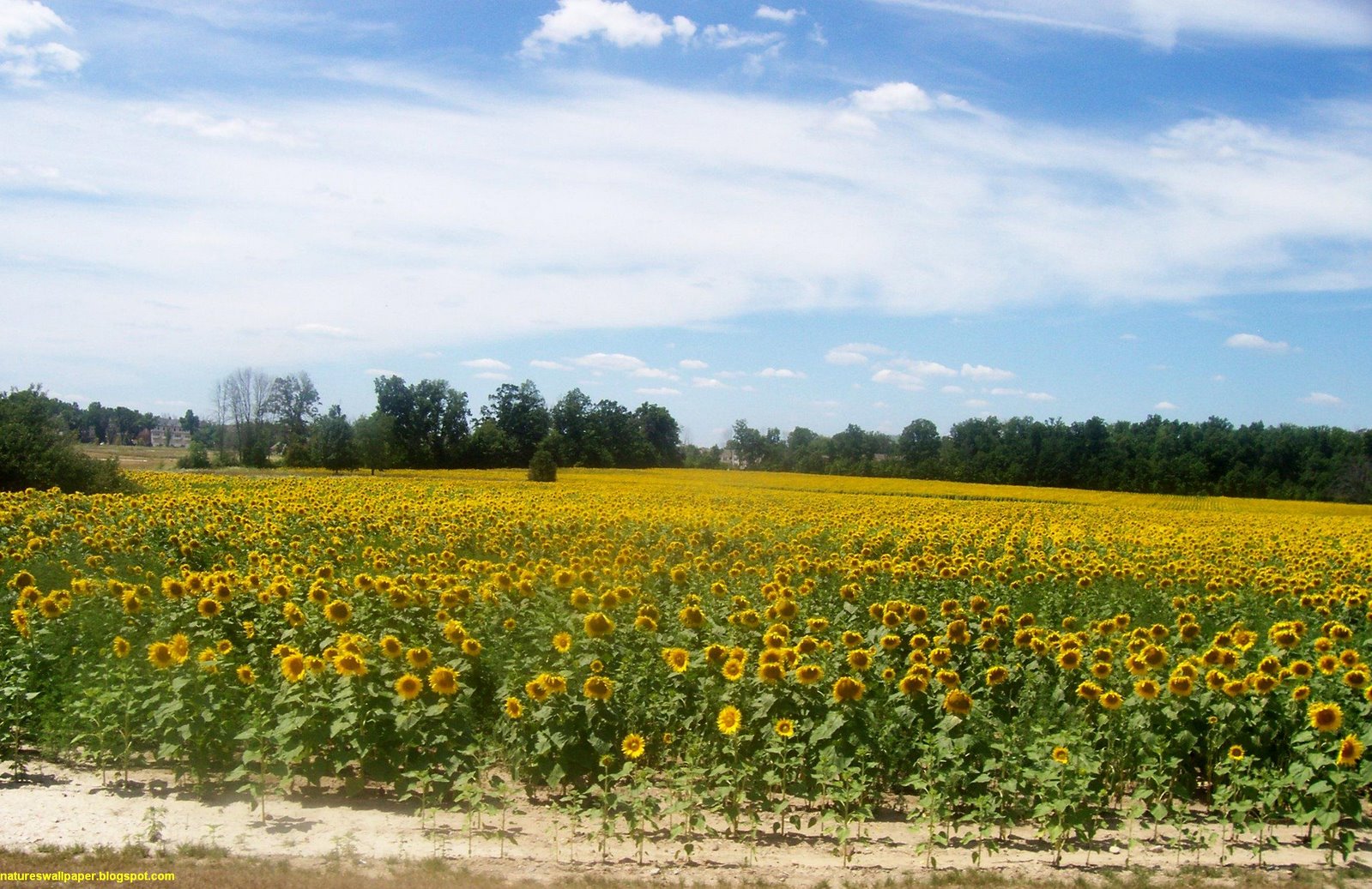 [Field+Of+Sunflowers.jpg]