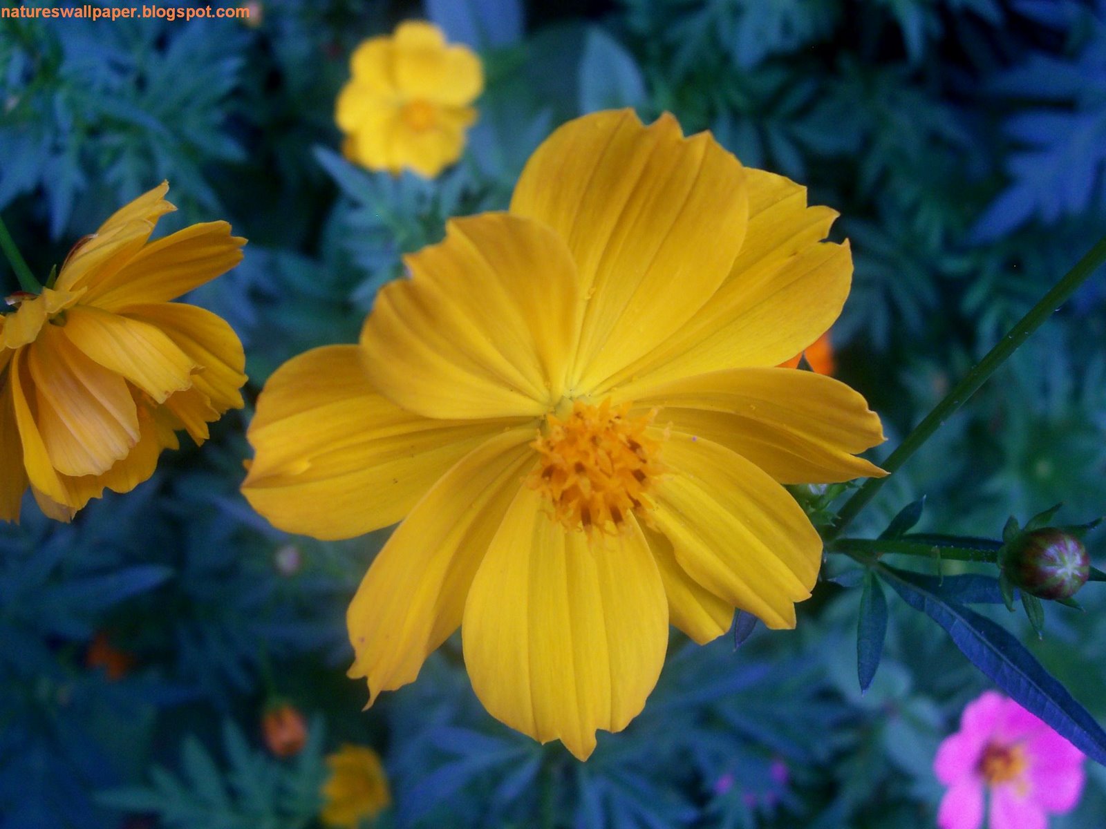 [Yellow+Flowers+In+The+Garden.jpg]