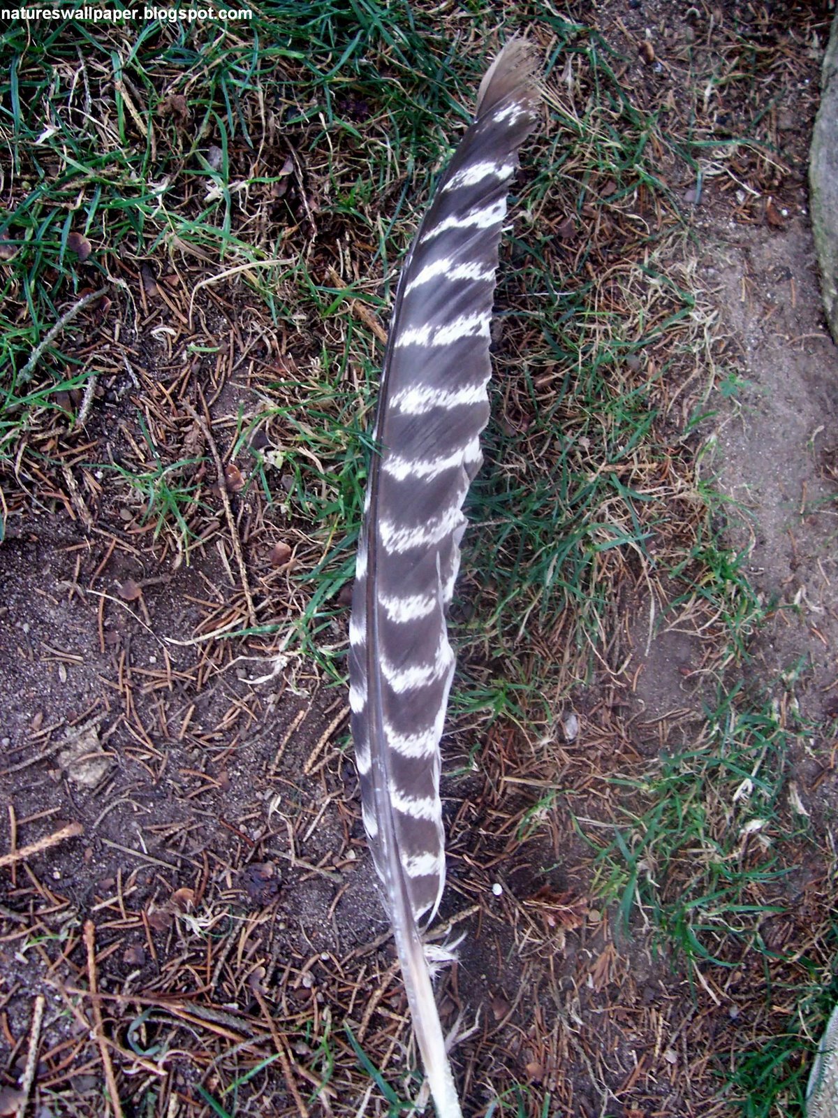 [Feather+On+The+Ground.jpg]