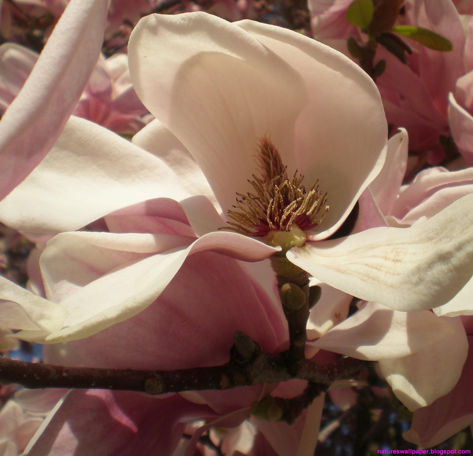 [Magnolias.jpg]