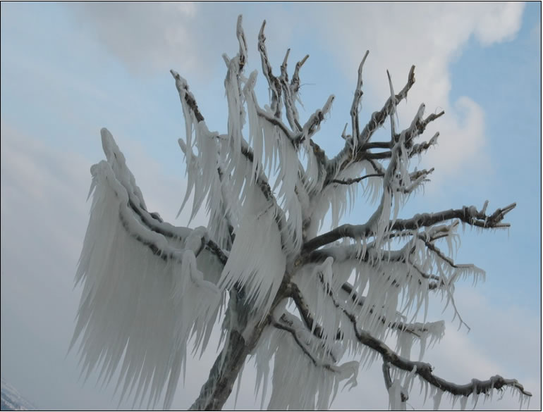 [Ice+Storm+Tree.jpg]