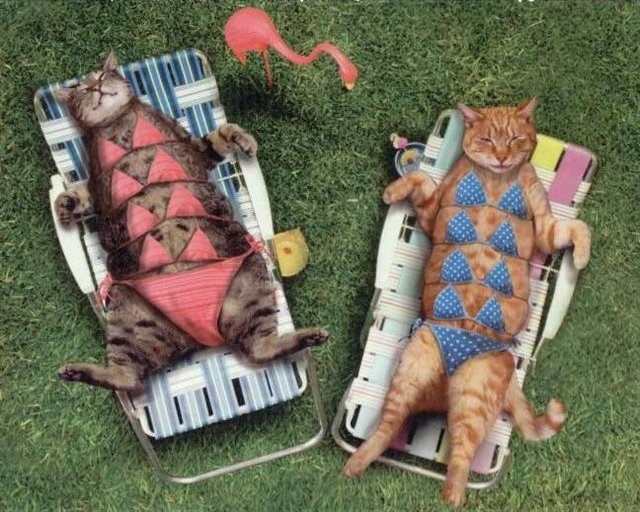 [Cats+Sunbathing.jpg]